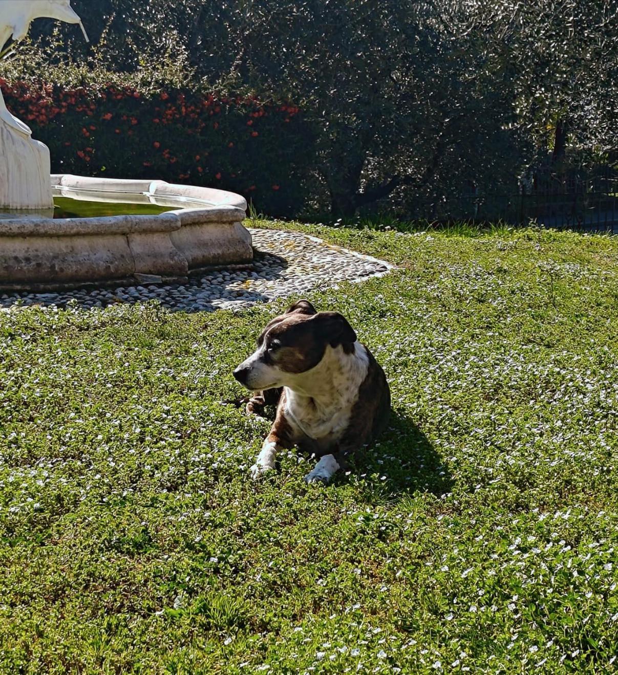 Casa Silvia Apartment Padenghe sul Garda Luaran gambar